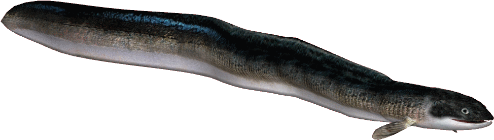 Japaneseeel - Appalachian Salamander (1003x1003), Png Download