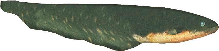 Electriceeldacentru - Electric Eel (870x870), Png Download