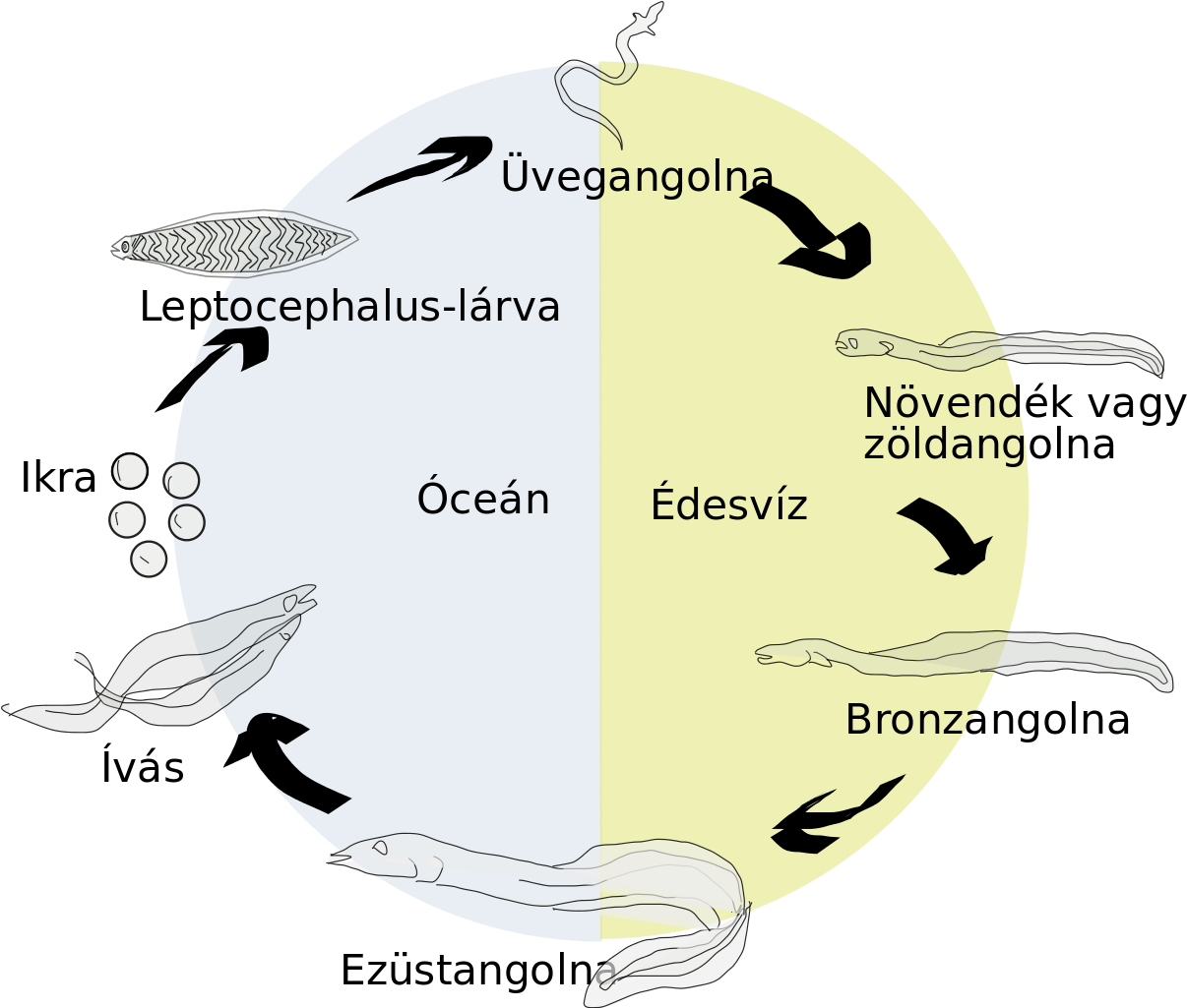 Eel Life Circle Hu - Illustration (1234x1024), Png Download