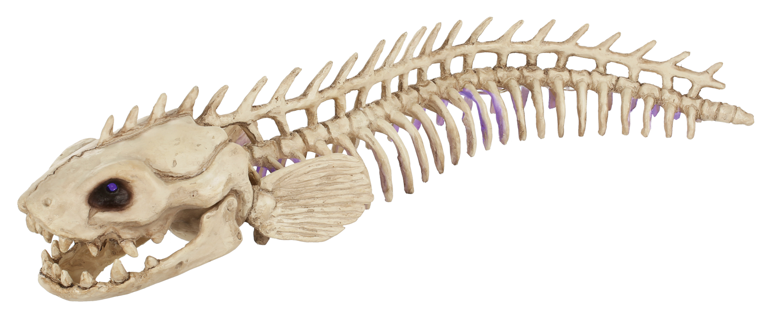Electric Eel - Ankylosaurus (1598x650), Png Download