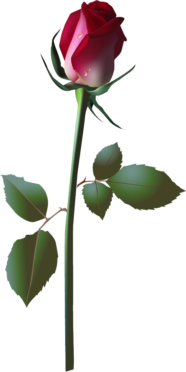 4 Kinds Of Flowers (636x1273), Png Download