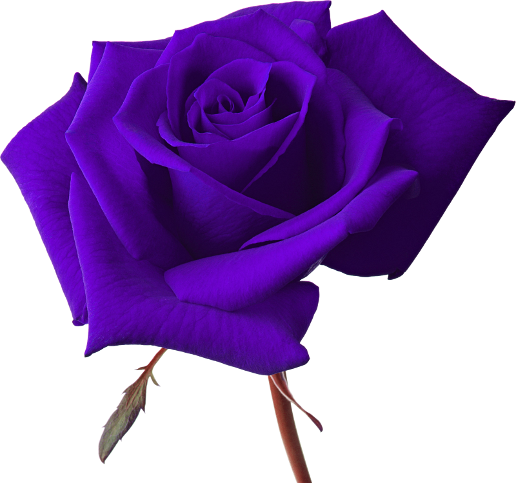 Vector Rose - Purple Rose Transparent Background (516x483), Png Download