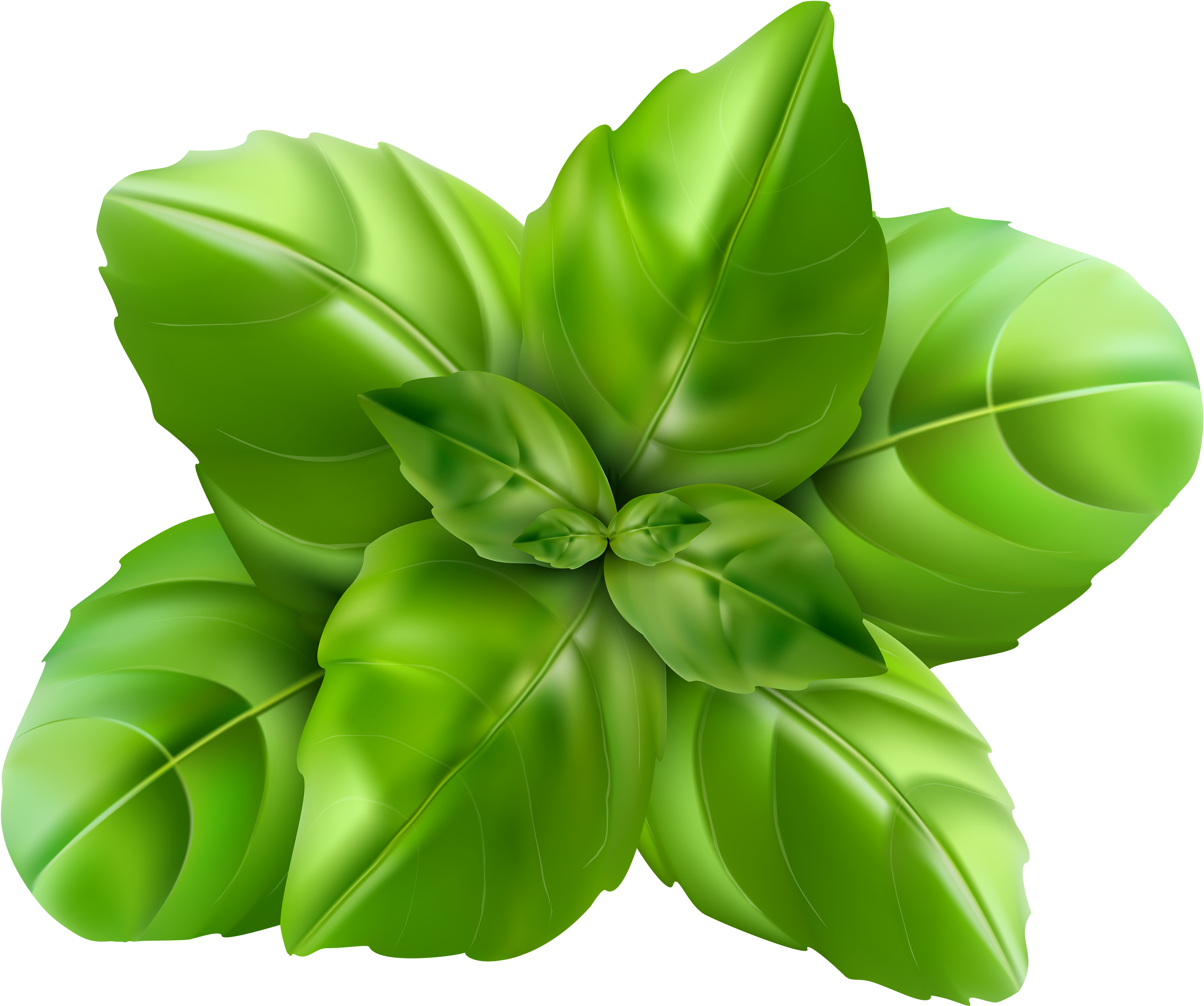 Basil Leaf Clip Art (3911x3285), Png Download