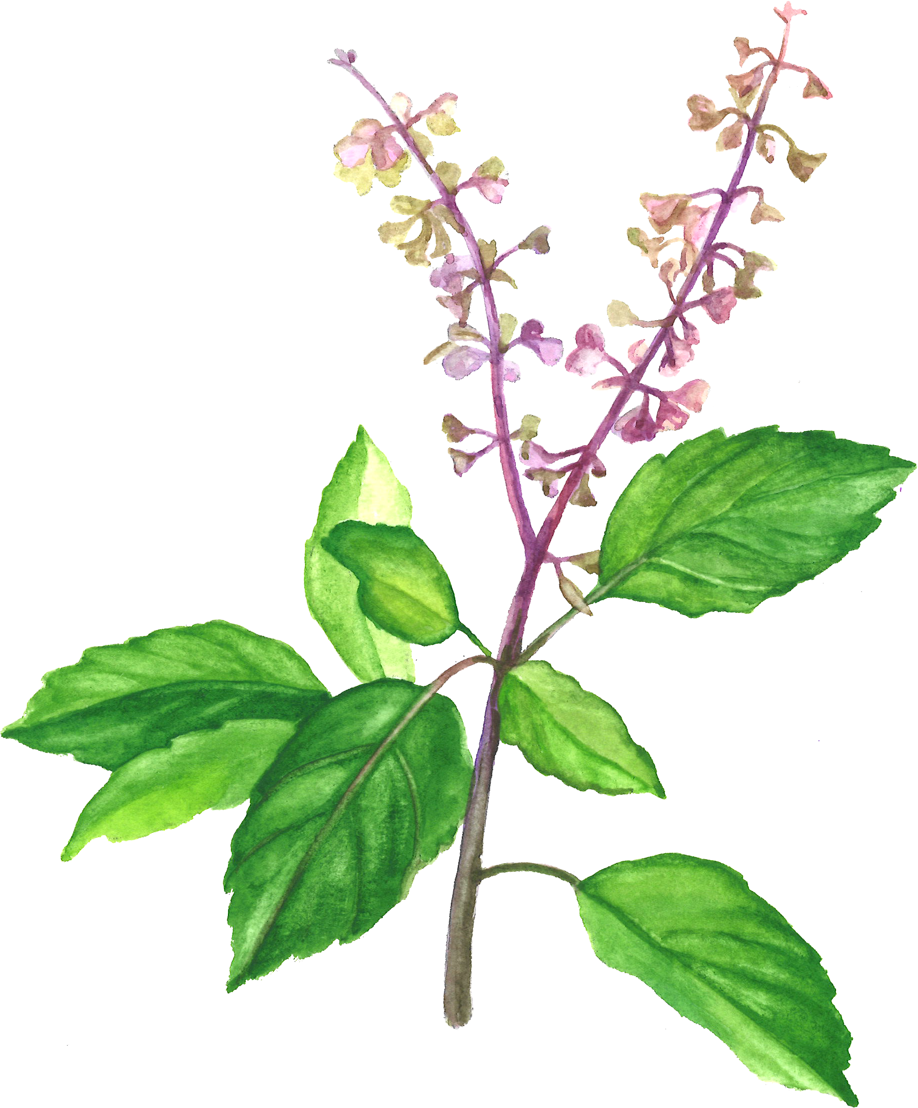 Holy Basil (1837x2218), Png Download