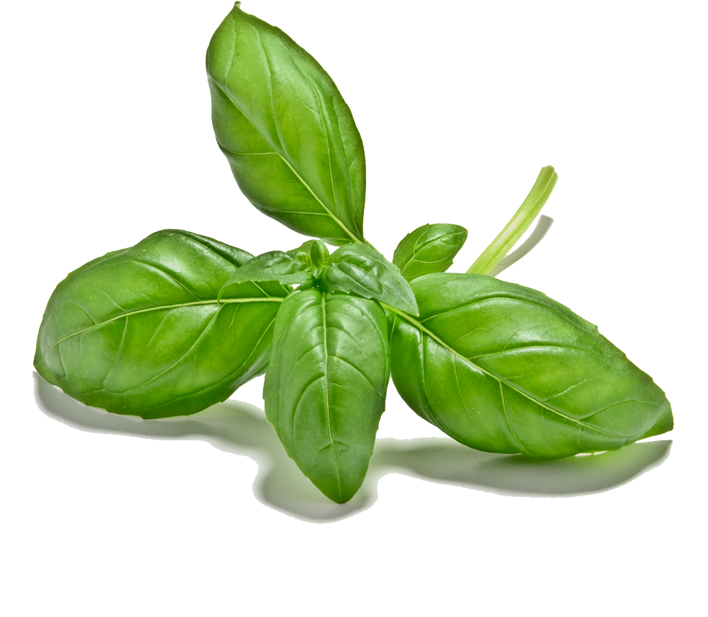 Cut Out 1024x1024 Basil Leaves Li3067842 (1024x1024), Png Download