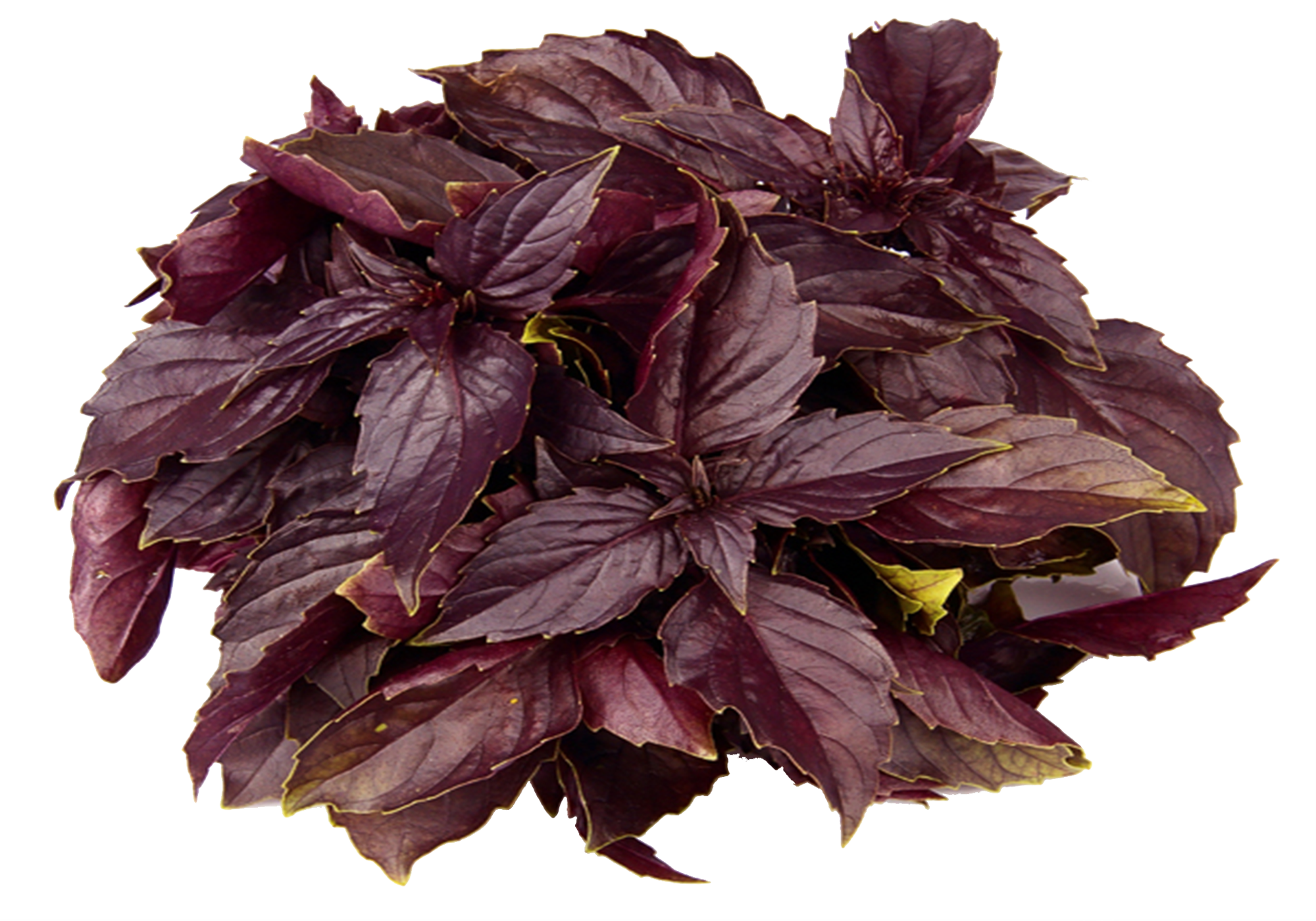 Red Basil - Rode Basilicum (2000x1400), Png Download