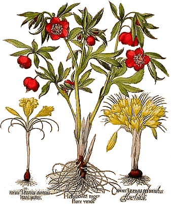 Basil Besler Hortus Eystettensis 1613 Pl362 Hellebore - Tinted Besler Botanical I Canvas Wall Art (337x403), Png Download