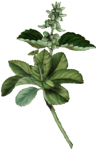 Image Freeuse Download Basil Drawing Flowering - Spearmint (519x346), Png Download