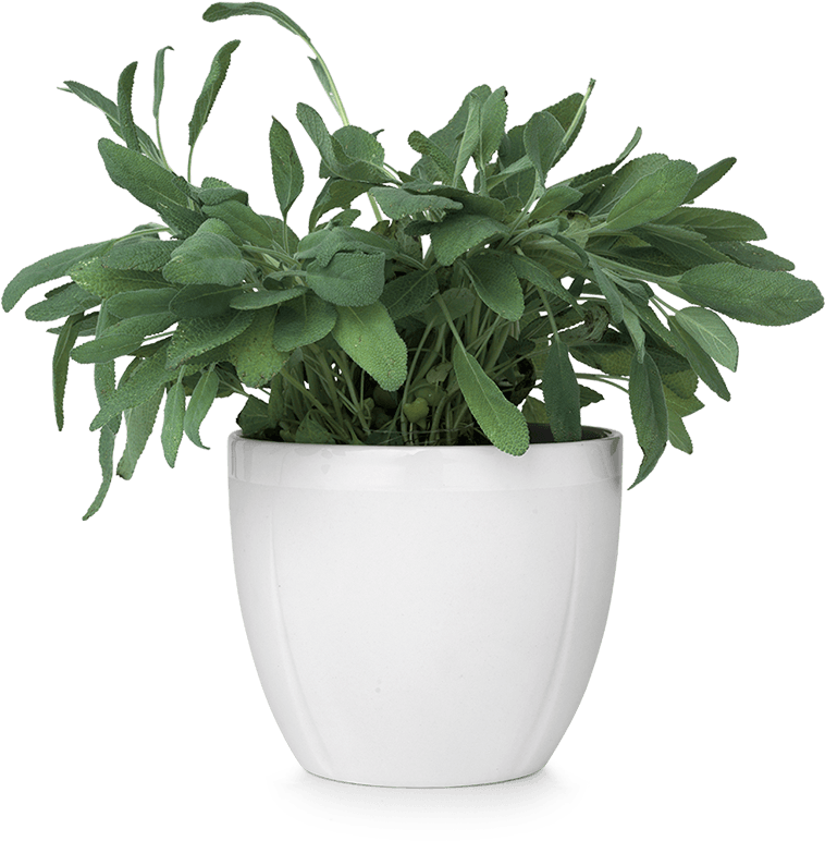 Flower Pot Png - Flower On Pot Png (1200x1200), Png Download