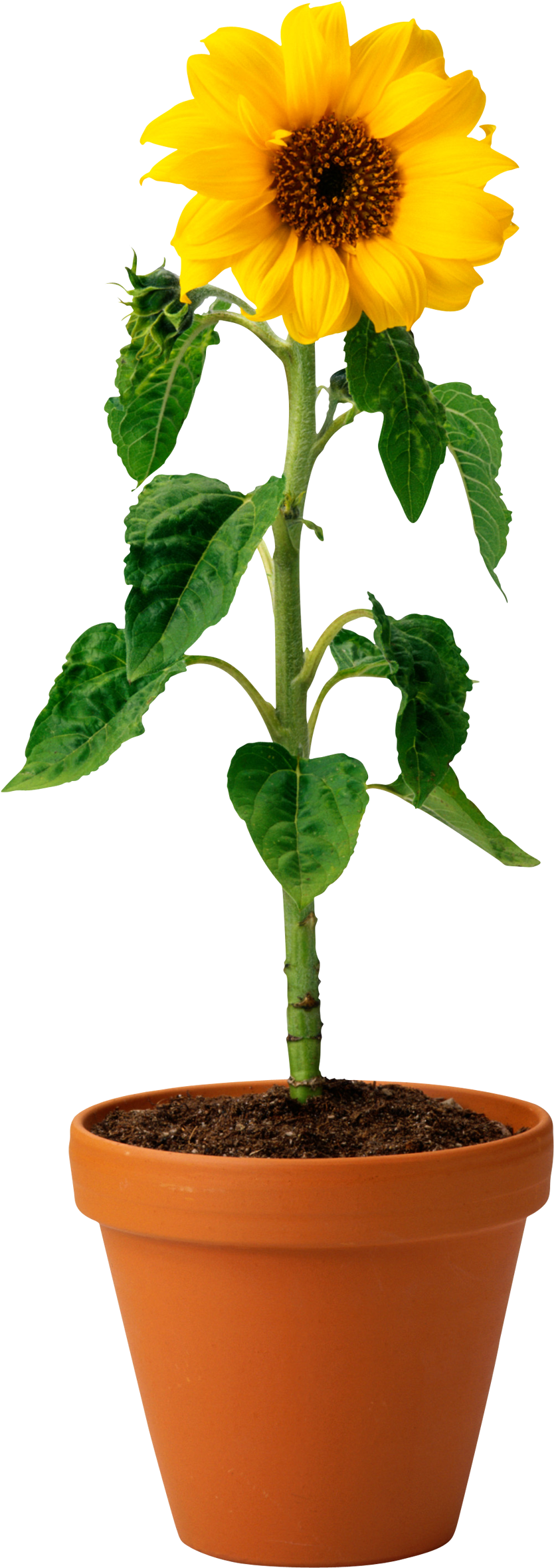 Sunflower In Pot - Teacher's Guide To Grammar By Deborah Cameron (1500x2358), Png Download