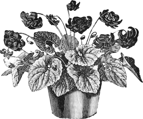 Vintage Flower Pot Illustration (500x439), Png Download