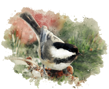 Click And Drag To Re-position The Image, If Desired - Thank You - Watercolor Painting - Black Capped Chickadee (452x700), Png Download