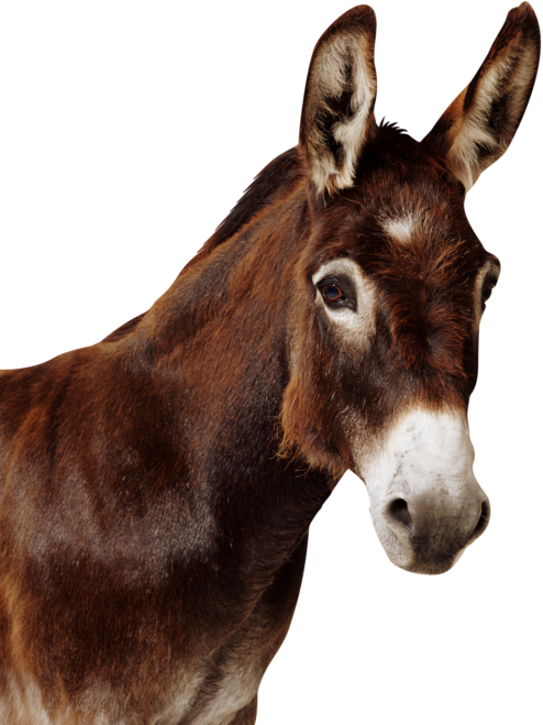 Curtis, Leroy And The Mule - Donkey Face Png (494x659), Png Download