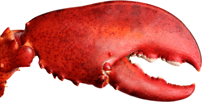 Lobster Claw Png - Eat Show Los Angeles (796x405), Png Download