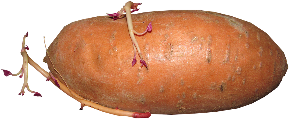 Sweet Potato, Vegetable, Growing, Shooting, Food - Sweet Potato (960x410), Png Download