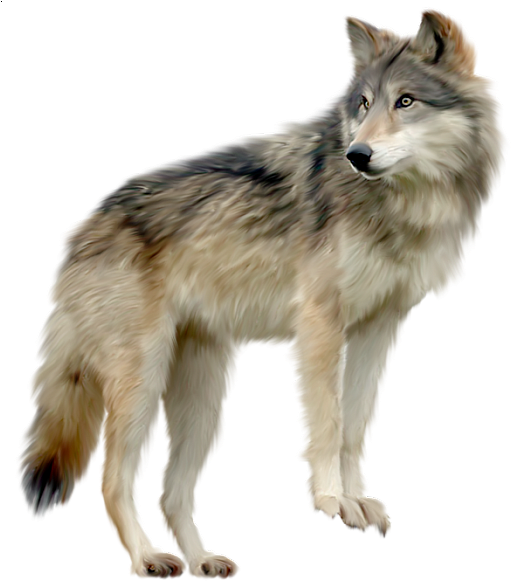 Clip Library Wolf A D O R B L - Wolf Transparent Background (516x600), Png Download