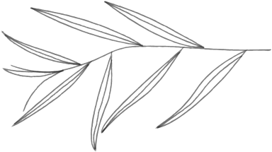 Willow2-01 - Line Art (1000x391), Png Download