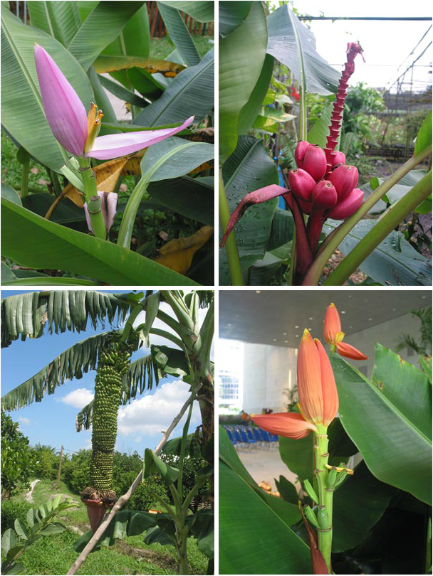 Picture - Musa Laterita Clump (608x810), Png Download