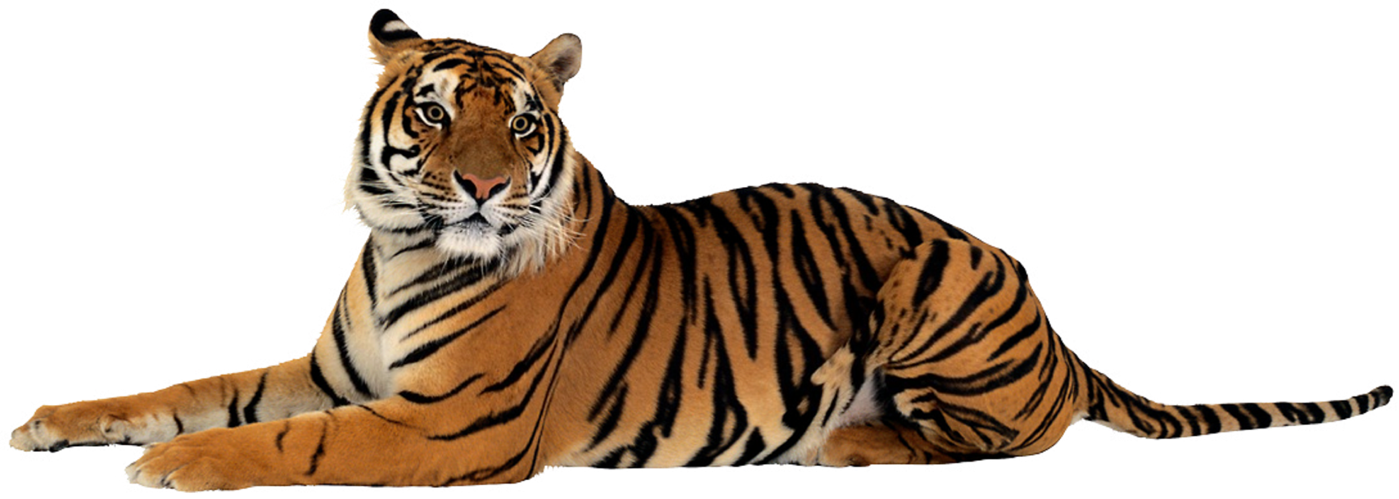 Format Ipn [5 - Tiger Png Transparent (4479x1600), Png Download