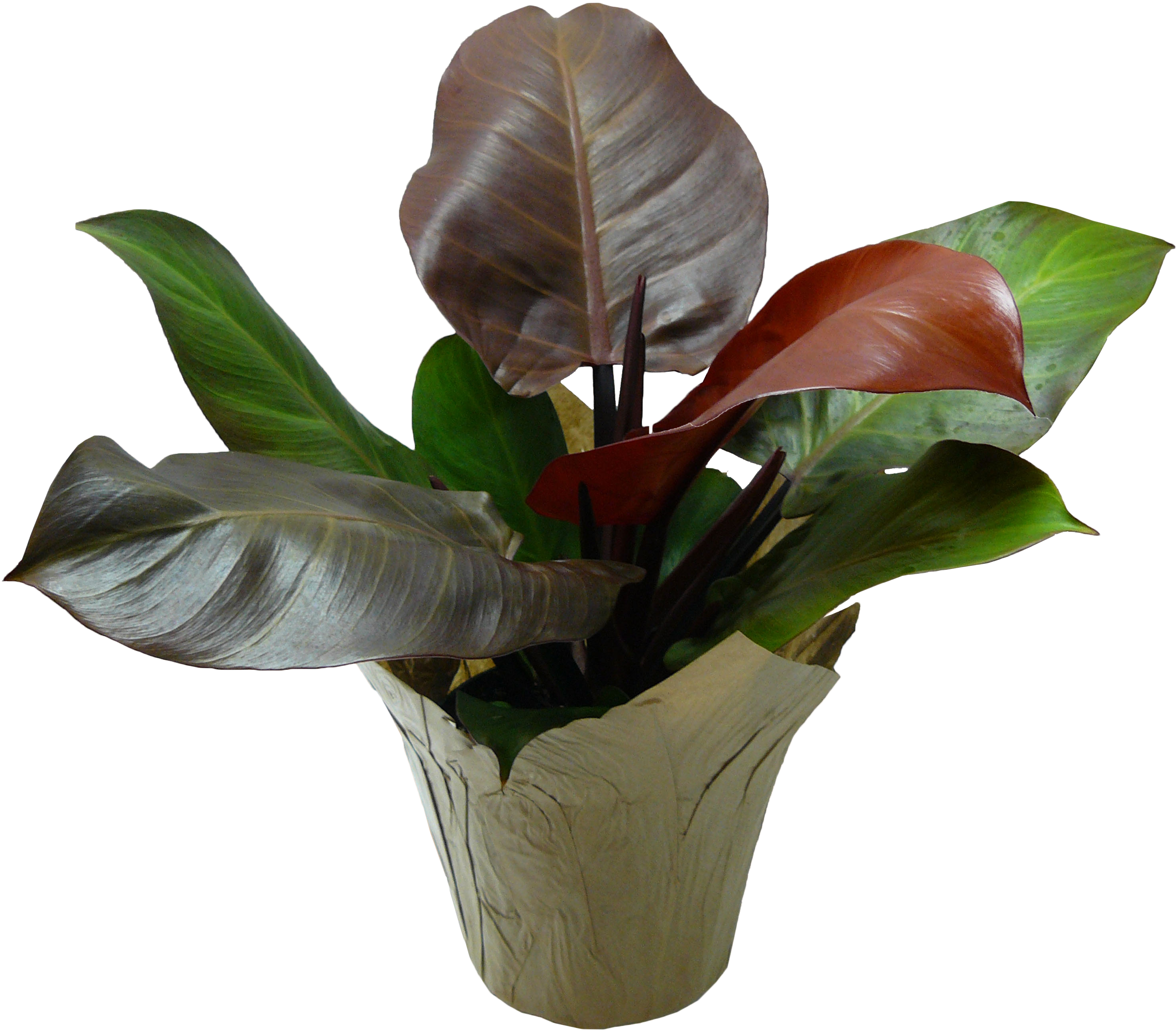 6in Prince Of Orange - Vase (3240x2880), Png Download