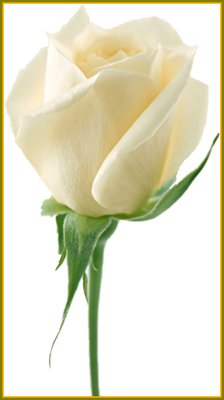 908 X 1619 9 - White Rose Flower Png (908x1619), Png Download