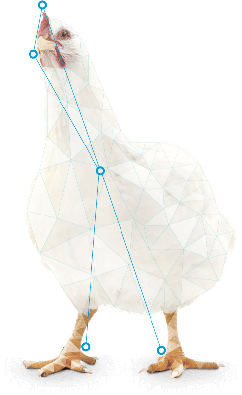 Usage In Broiler Feeds For Improvement Of Adg - Chicken (644x851), Png Download