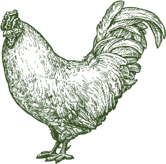 Pastured Chickens & Eggs - Rooster (1000x1000), Png Download