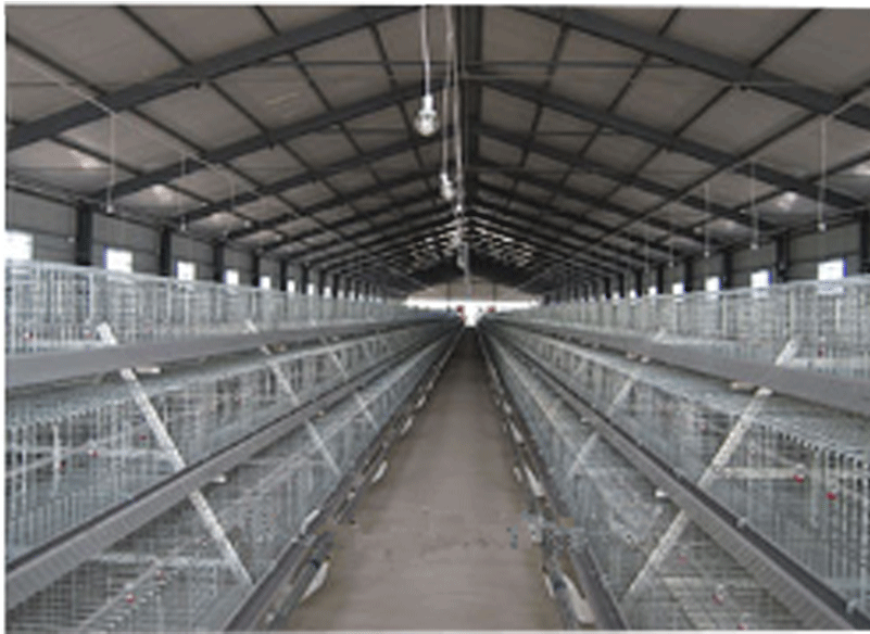 About 45 Days The Broiler Will Be Slaughtered For Market, - Broiler (800x800), Png Download