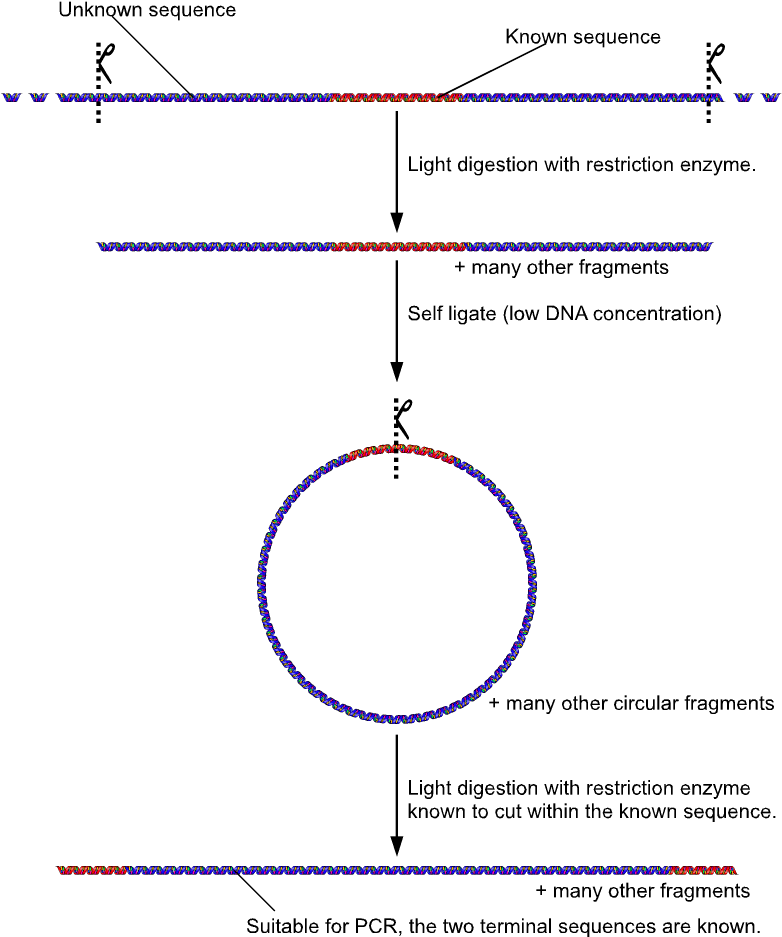 Inverse Pcr 2 - Inverse Pcr (811x1024), Png Download