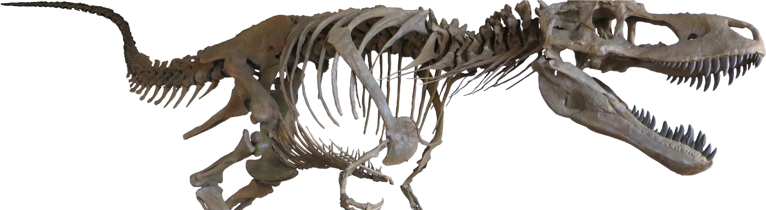 Daspletosaurus Torosus, Mounted Theropod Dinosaur Replica - Daspletosaurus Triebold Paleontology Inc (3600x800), Png Download