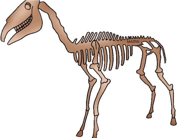 Fossil Clipart Phillip Martin - Fossils Clipart Transparent (640x480), Png Download