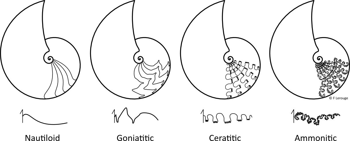 Ceph Sutures3 - Ammonite Sutures (1220x494), Png Download