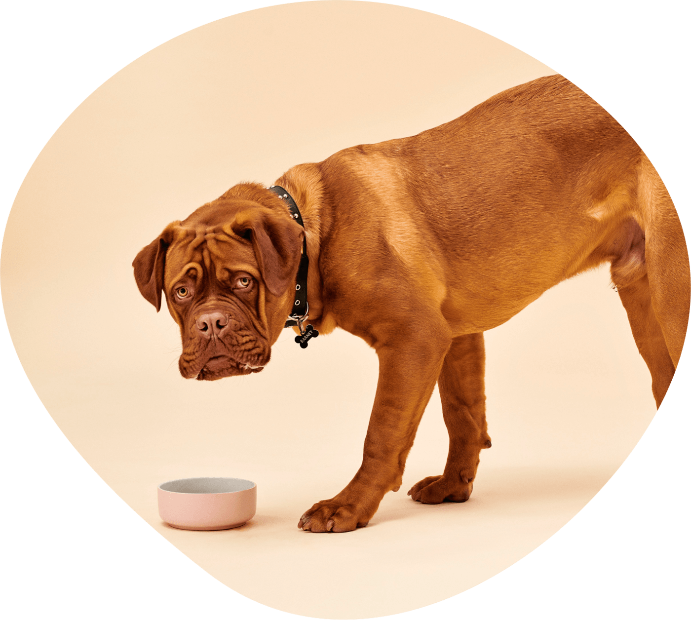 Pet Parents Have Started To Demand More From The Pet - Dogue De Bordeaux (1400x1256), Png Download