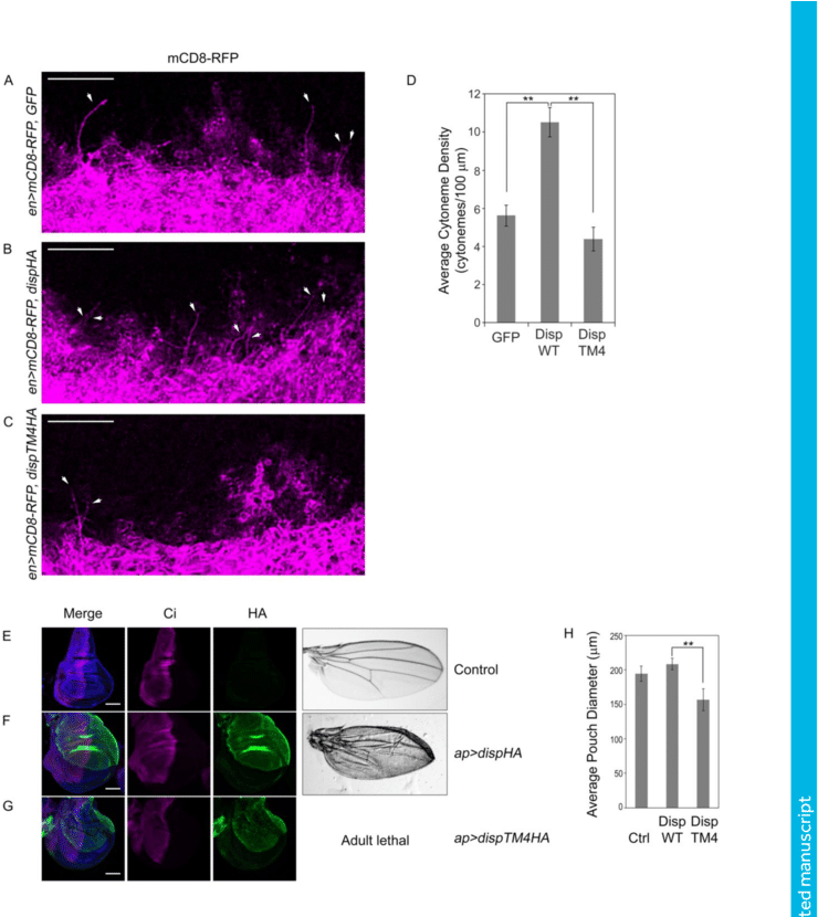 Disp Influences Cytonemes In Vivo - Graphic Design (850x829), Png Download