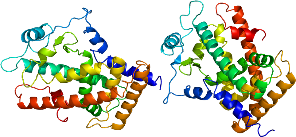 Protein Ppard Pdb 1gwx - Peroxisome Proliferator Activated Receptor Delta (1013x498), Png Download