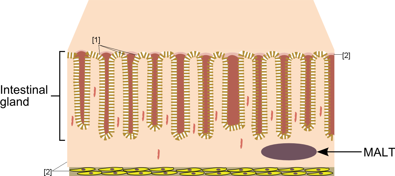 Enter Image Description Here - Illustration (1314x586), Png Download
