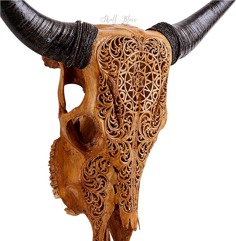 Bull (1000x1000), Png Download