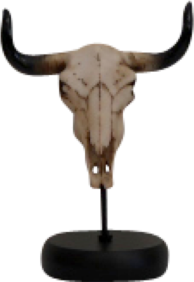 Small Steer Skull - Bull (800x800), Png Download