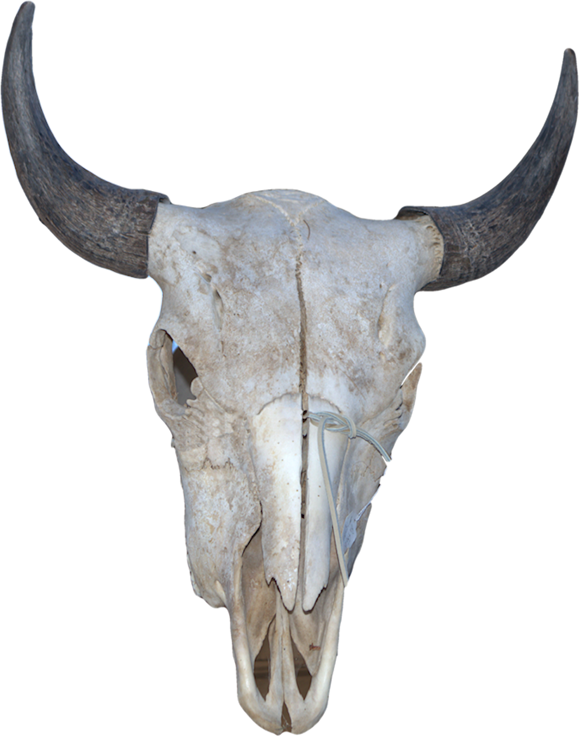 Horn (2138x2630), Png Download