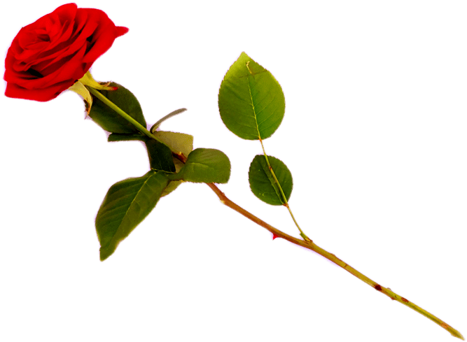 Red Rose Transparent Png Images [free Download] - Clip Art (788x601), Png Download