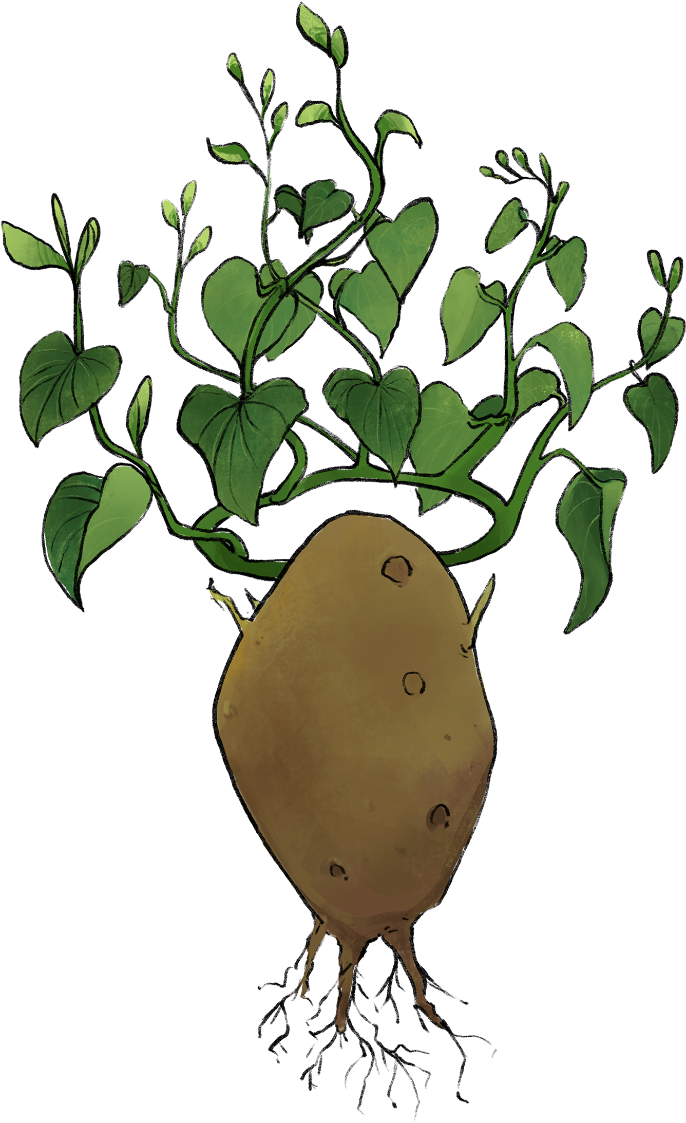 Illustration Of A Potato With A Leaf Crown - Tuber (2500x2500), Png Download