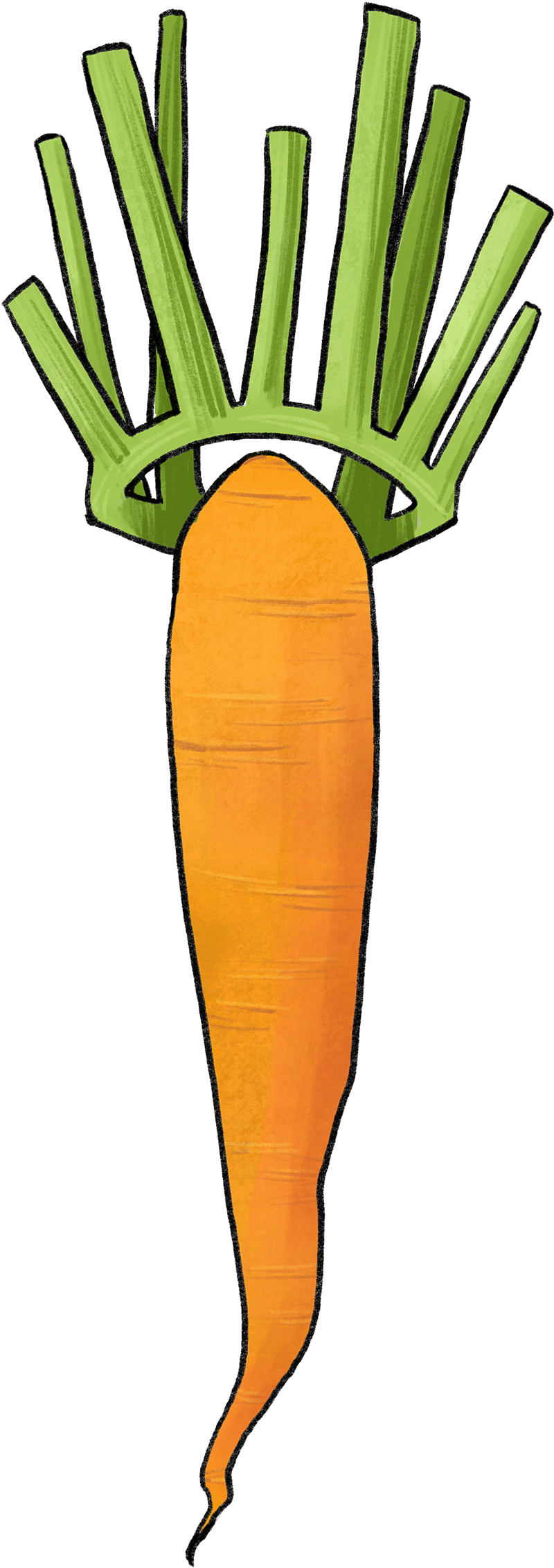 Illustration Of A Carrot With A Leaf Crown - Carrot (2500x2500), Png Download