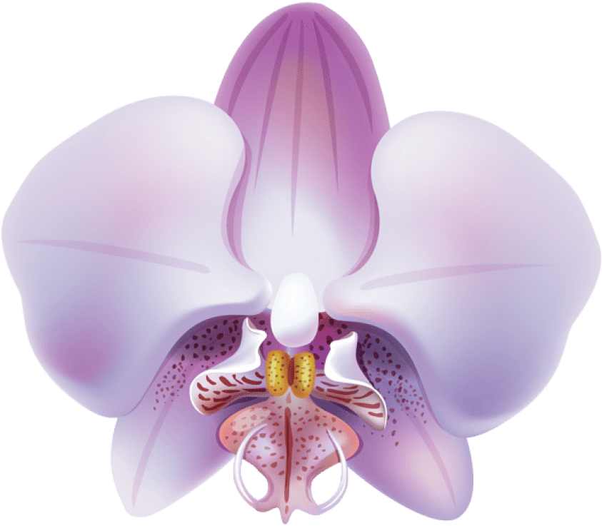 Download Orchid Png Images Background - Clip Art (850x740), Png Download