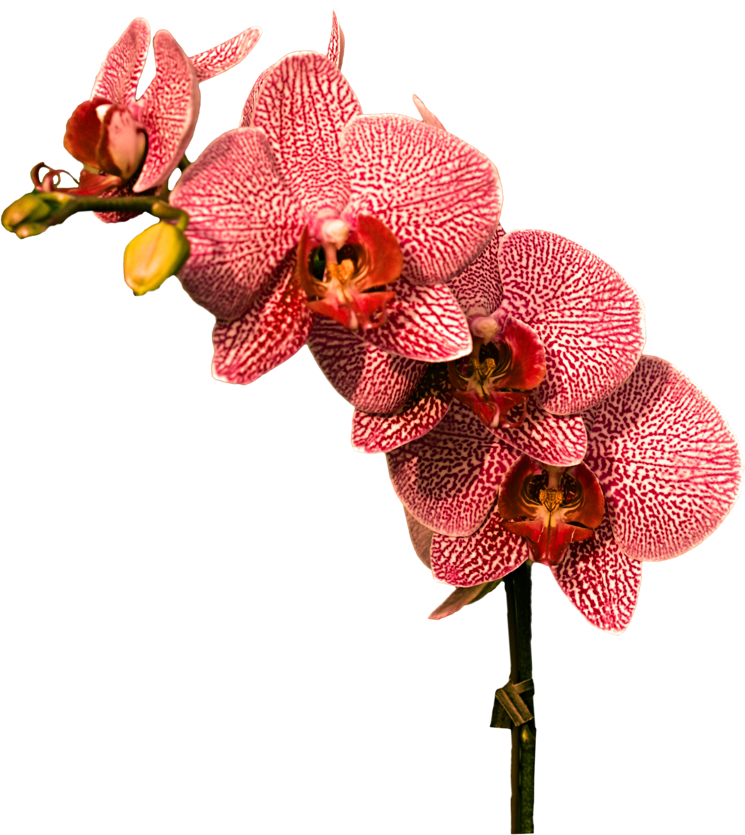 Png Images Orchid (id 34080) - Red Orchid Png (3000x3000), Png Download