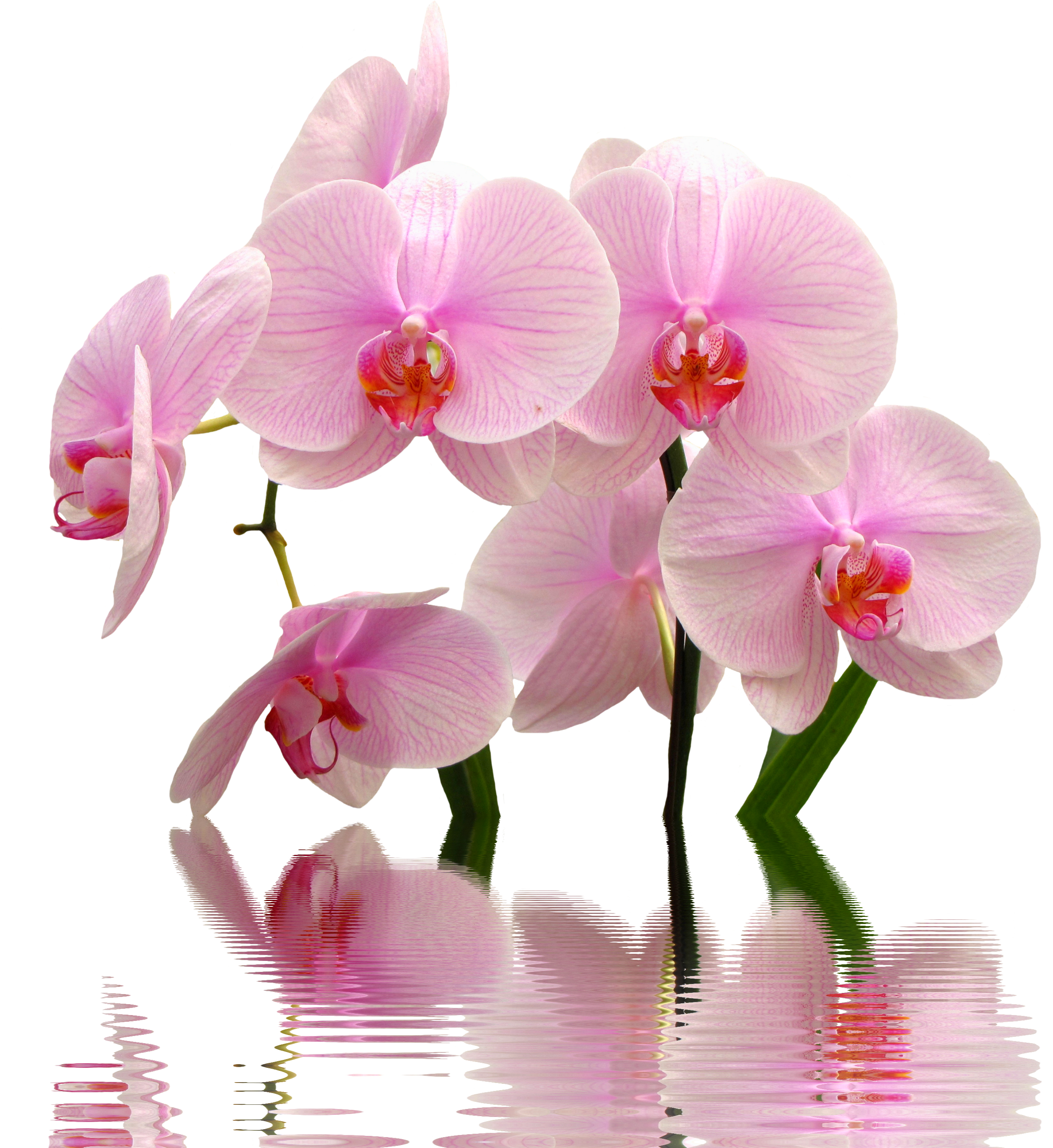 Orchids Png (3648x2736), Png Download