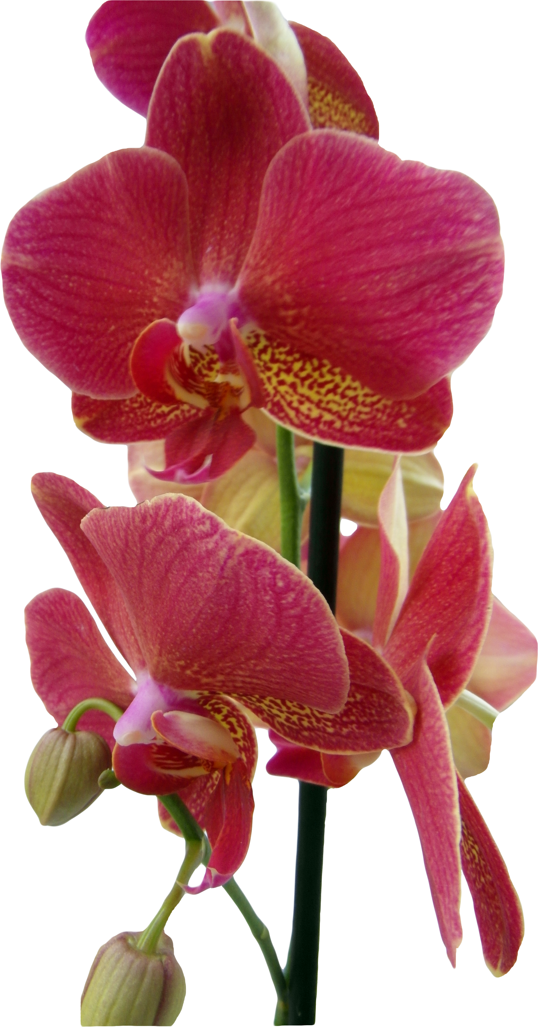 Orchids (3072x4096), Png Download