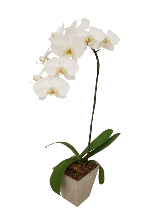 Single Potted White Orchid - Orchid Potted Transparent (700x700), Png Download