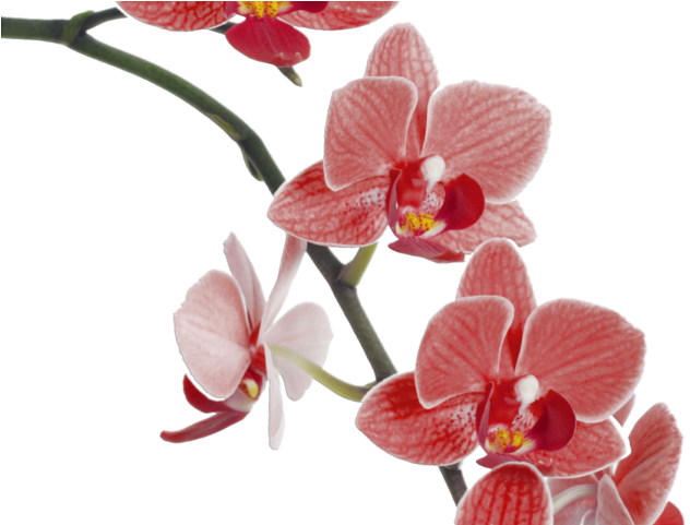 Orchid Clipart Red - Pink Orchid Png (640x480), Png Download