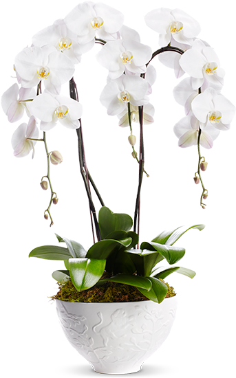 Bouquet8 Mammothorchids 760x570-1 V=1449019742 - Moth Orchid (760x570), Png Download