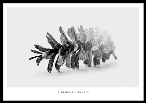Sale Pinecone Poster - White Pine (497x697), Png Download